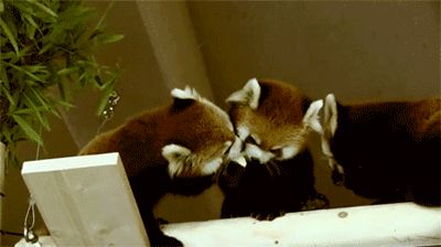 They can be a bit mischievous… | 17 Reasons Red Pandas Are Earth-Shatteringly Cute. My little with appreciate this Red Panda Gif, Red Panda Baby, Cutest Animals On Earth, Panda Gif, Pleated Jeans, Funny Panda, Red Pandas, Panda Funny, Panda Love