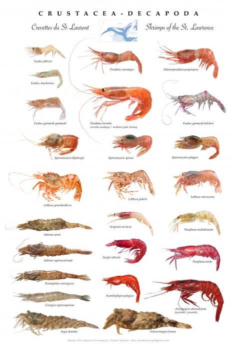 St. Lawrence shrimps poster (Crustacea-Decapoda) Description: Shrimps from the Estuary and Northern Gulf of St. Lawrence. Live Shrimp, Fish Chart, Fish Farming, St Lawrence, Water Life, Arthropods, Crustaceans, Scientific Illustration, Marine Biology