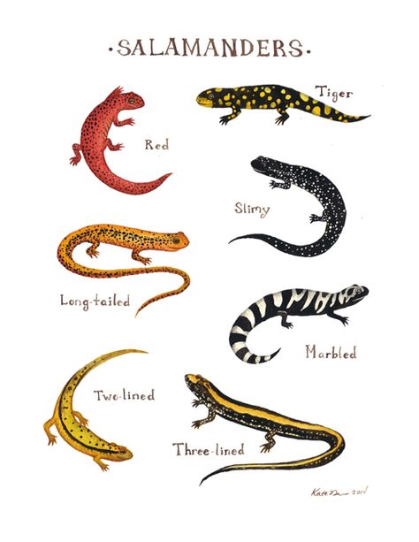 Tiger Salamander, Guided Art, Salamanders, Illustration Botanique, Scientific Illustration, Nature Study, Reptiles And Amphibians, Field Guide, Lizards