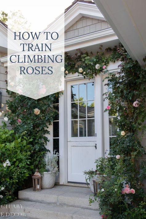 Roses Over Garage Door, Roses On Brick Wall, Climbing Roses On Porch, Climbing Rose Around Window, Roses Around Window, Climbing Roses Around Windows, Rose Trellis On House, Climbing Roses Front Porch, How To Train Roses To Climb