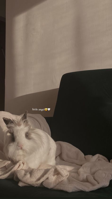 Cat Aesthetic Instagram Story, Pet Instagram Story Ideas, Pet Story Instagram, Pets Instagram Story, Pet Instagram Story, Cat Instagram Story, Sto Insta, Pets Aesthetic, Cat Instagram