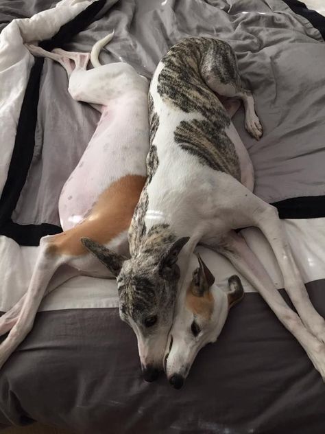 Whippet love Whippet Dog, Grey Hound Dog, Italian Greyhound, Hound Dog, Whippet, Beautiful Dogs, Greyhound, I Love Dogs, Animals Beautiful