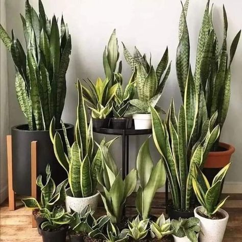 Snake Plant Decor, Snake Plant Indoor, Growing Hibiscus, Plants In Pots, Snake Plant Care, Sansevieria Plant, Mother In Law Tongue, Plant Seedlings, House Plant Care