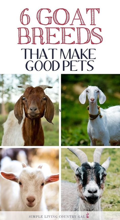 Caring For Pygmy Goats, Owning Goats For Beginners, Newbian Goats, Breeds Of Goats, What Do Goats Need, Goat Care For Beginners, Goat Breeds Chart, Pigme Goats, Nigora Goat