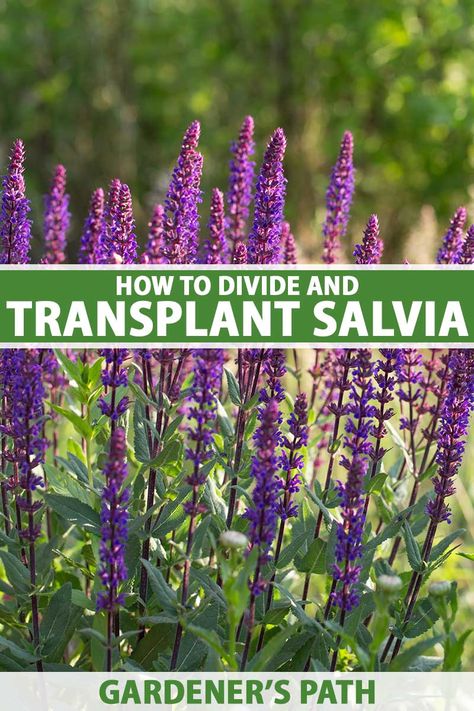 Salvia Garden, Salvia Plants, Wild Lettuce, Overwintering, Side Garden, Replant, Propagating Plants, Perennial Garden, Flowers Perennials