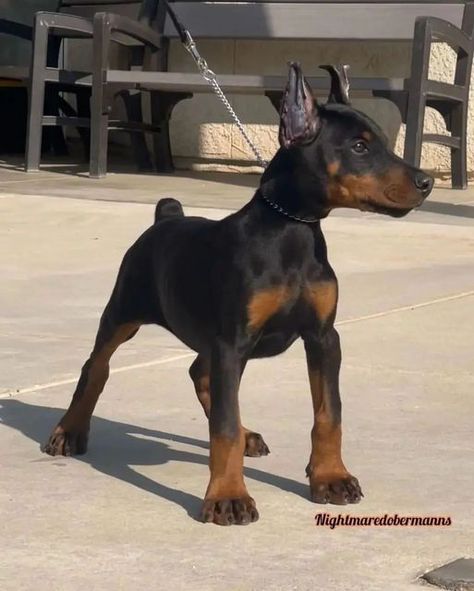 Perro Doberman Pinscher, Lil Homies, European Doberman, Black Doberman, Doberman Puppies, Smartest Dog Breeds, Doberman Pinscher Dog, Scary Dogs, Psy I Szczenięta