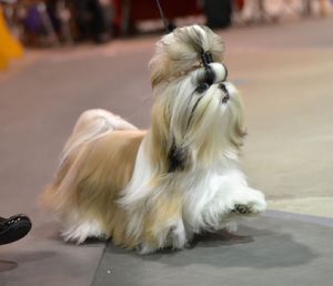 15 Amazing Facts About Shih Tzu You Probably Never Knew Shih Tzu Hair Styles, Dog Shih Tzu, Shih Tzu Haircuts, Perro Shih Tzu, Shitzu Dogs, Akc Breeds, Shih Tzu Puppy, Best Dog Breeds, Shih Tzu Dog