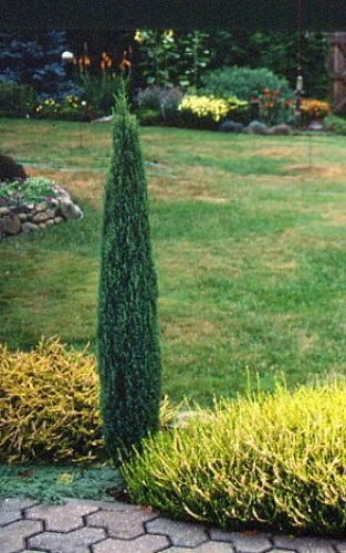 Small Scale Gardening, Plants For Small Gardens, Conifers Garden, Juniperus Communis, Succulent Landscape Design, Broadleaf Evergreen, Fairy Garden Plants, Succulent Landscaping, Evergreen Plants