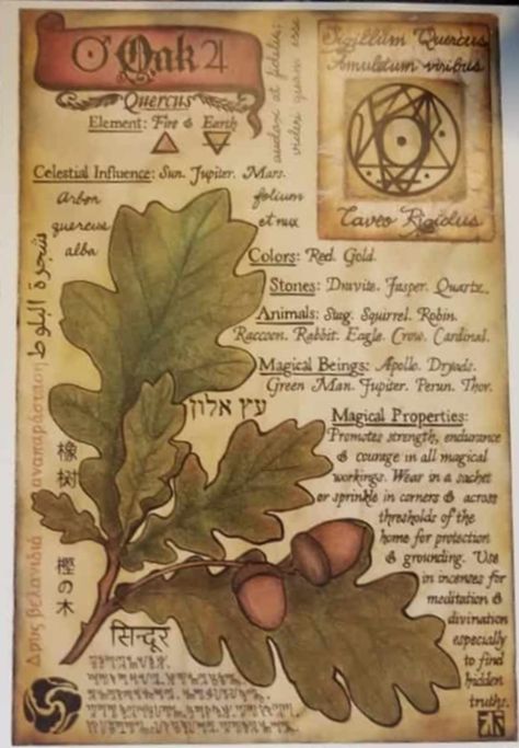 BOS Artwork Oak Herbal Grimoire Page Herbal Grimoire, Botanisk Illustration, Grimoire Book, Magic Spell Book, Witchcraft Spell Books, Book Of Shadow, Witch Spell Book, Witch Books, Spells Witchcraft