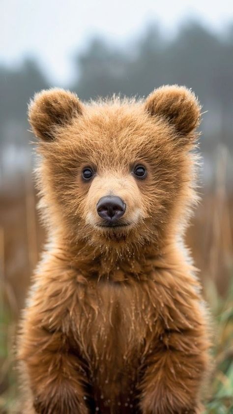 Pictures Animals, Animal Photography Wildlife, Wallpaper For Desktop, Wild Animals Photos, Wild Animals Pictures, Nature Photographer, Baby Animals Pictures, Bear Pictures, Bear Decor