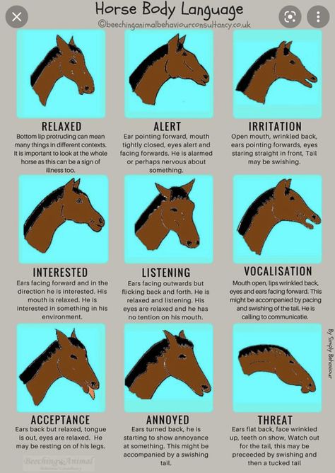 Equine Therapy Activities, Horse Healing, Equine Veterinary, Horse Behavior, Horse Markings, Horse Riding Quotes, Healthy Horses, Horse Facts, Equine Therapy