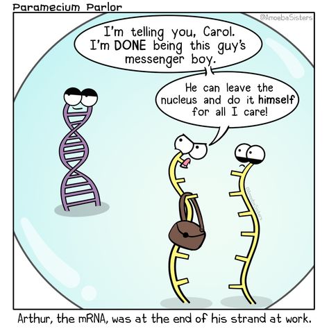 It's tense in the nucleus.  #protein synthesis #DNA #genetics Biology Jokes, Biology Memes, Science Comics, Biology Humor, Nerdy Jokes, Science Puns, Biology Classroom, Ap Biology, Biology Lessons