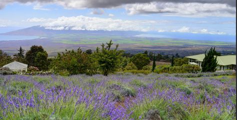 Ali'i Kula Lavender Farm: http://blog.emauirealestate.com/2014/10/14/alii-kula-lavender-farm/ Maui Lavender Farm, Places To Propose, Best Places To Propose, Moving To Hawaii, Green Scenery, Most Romantic Places, Lavender Farm, United State, Romantic Places