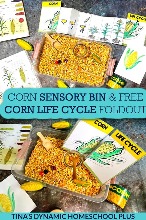 Corn Life Cycle Preschool, Corn Stem Activities, Corn Sensory Bin Ideas, Corn Activities For Preschool, Corn Life Cycle, Life Cycles Preschool Activities, Corn Preschool, Corn Sensory Bin, Life Cycle Preschool