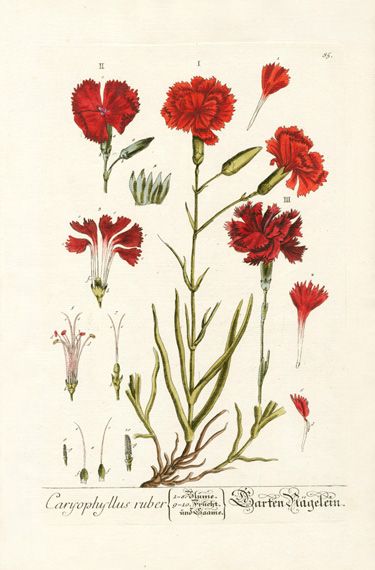 Elizabeth Blackwell Herbarium by Jacob Trew 1757 - Carnation Vintage Botanical Drawings, Useful Plants, Elizabeth Blackwell, Tattoo Vintage, Tattoo Flowers, Botanical Flower Art, Illustration Botanique, Flowers Tattoo, Botanical Artwork