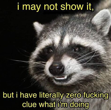 Cursed Raccoon Images, Cursed Raccoon, Sarah Vibes, Raccoon Oc, Raccoon Images, Random Compliments, Raccoon Memes, Manny Santos, Raccoon Funny