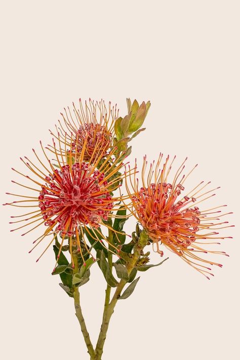 This Tulip Tuesday How-To Video shares tips and tricks the pros use to keep beautiful leucospermum (also known as pin cushion protea) happy. Pin Cushion Protea, The Language Of Flowers, Scientific Name, Language Of Flowers, Pin Cushion, Pin Cushions, Tulips, Cushions, Flowers