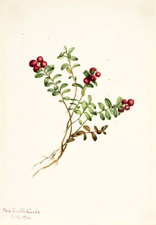 Mountain Cranberry (Vaccinium vitisdaea minus) by Mary Vaux Walcott - Smithsonian American Art Museum Botanical Prints Free, Coordinates Tattoo, Lovely Illustrations, Arts Ideas, Painting Medium, Flower Tattoo Designs, Botanical Drawings, Plant Illustration, Fruit Art