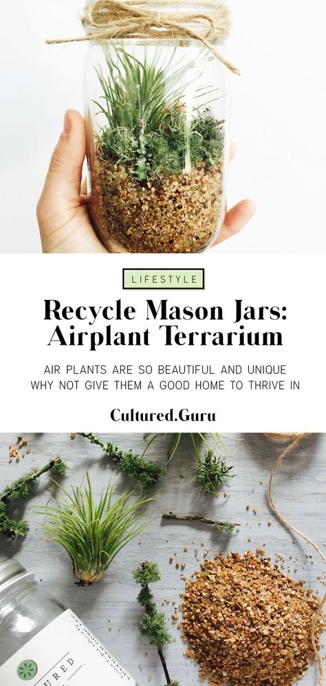 Jar Plants, Air Plants Diy, Industrial Ideas, Plant Obsession, Orchid Terrarium, Jar Projects, Terrarium Centerpiece, Plant Display Ideas, Air Plants Decor