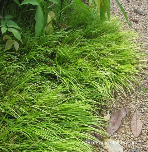 Acorus gramineus 'Minimus Aureus' groundcover (4 inches) for mosit soil. Dry Shade Plants, Shade Grass, Ground Cover Plants, Cold Frame, Rain Garden, Shade Trees, Colorful Plants, Perennial Garden, Perfect Garden