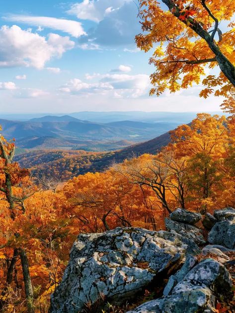 Fall Hike, Fall Landscape Painting, Fall Landscape, Shenandoah National Park, Fall Hiking, Beautiful Park, Us National Parks, Autumn Landscape, Landscape Painting