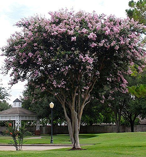 LARGE BASHAMS PARTY PINK CRAPE MYRTLE 4ft Tall When Shipped FASTEST GROWING CRAPE MYRTLE Matures 30ft 1 Tree Delicate Light Pink Shipped Well Rooted in Pots with Soil >>> Want additional info? Click on the image. Pink Flowering Trees, Myrtle Tree, Bush Plant, Lilac Bushes, Crepe Myrtle, Crape Myrtle, Pink Trees, Types Of Soil, Small Trees