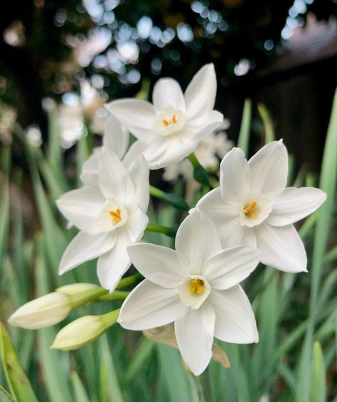 Paperwhites Flowers, Paperwhite Flowers, Paperwhite Narcissus, Royal Bouquet, Flower Narcissus, Narcissus Flowers, Paper Flower Wall Art, Garden Tattoos, Flower Step By Step