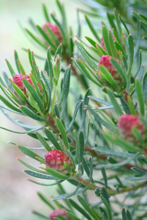 Protea Flowers, Fungi Art, Australian Native Garden, Australian Flowers, Australian Native Flowers, Australian Plants, Native Flowers, Strawberry Pink, Flower Vase Arrangements