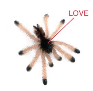 Avicularia Avicularia, Pink Toe Tarantula, Pet Tarantula, Bat Dog, Pet Spider, Cool Bugs, Pink Toes, Creepy Crawlies, Love Shape