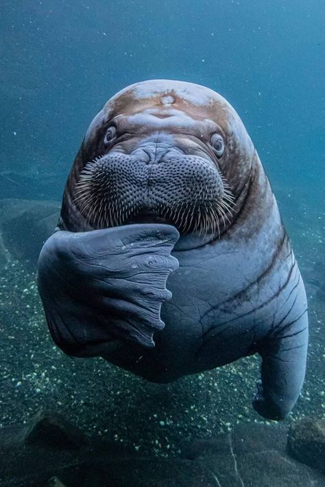 I AM THE WALRUS  At Hagenbeck - Tierpark und Tropen-Aquarium, Hamburg, Germany. Photo by Lutz Schnier JA SOM WALRUS Sea Mammal, Beautiful Sea Creatures, Water Animals, Animal Species, Arte Animal, Marine Animals, Ocean Creatures, Ocean Animals, Animal Photo