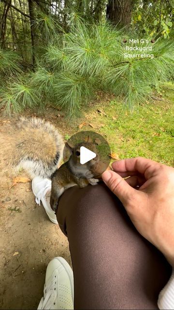 Mel Gs Backyard Squirreling on Instagram: "Greeting good morning to my little backyard buddies!!☀️😊🐦🐿️🐿️
#squirrelwhisperer #graysquirrel #bird #tuftedtitmouse #chipmunk #redsquirrel #funny #funnyanimals #squirrel #catch #nuts #squirrelcatch #amazing #talentedsquirrel #aww #cute #adorable #handfeeding #birds #cuteanimals #wildanimals #wildlife #nature #squirrelfriends #animallover #backyardwildlife #connectwithnature #melgsbackyard #melgsbackyardsquirreling" Squirrel Funny Hilarious, Squirrels Funny, Funny Squirrel Pictures, Squirrel Pictures, Squirrel Funny, Cute Squirrel, Red Squirrel, Wildlife Nature, Animal Stories