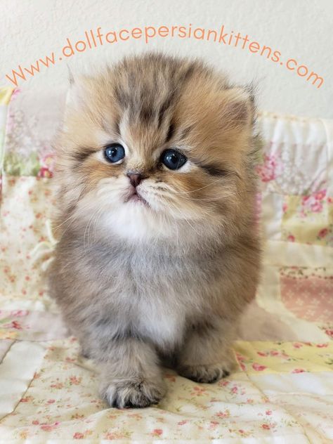 Himalayan Kittens For Sale, Teacup Persian Kittens, Himalayan Kitten, Cat Brown, Persian Kittens For Sale, Persian Kittens, Exotic Shorthair, Be The Reason, Kitten For Sale