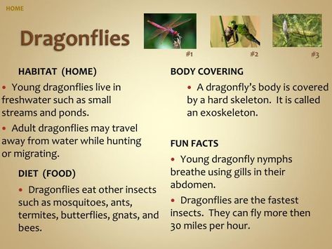 Dragonfly Facts, Dragon Fly Craft, Moth Caterpillar, Small Insects, Honey Dew, Home Body, Dragonfly Art, Bumble Bees, Pollinator Garden