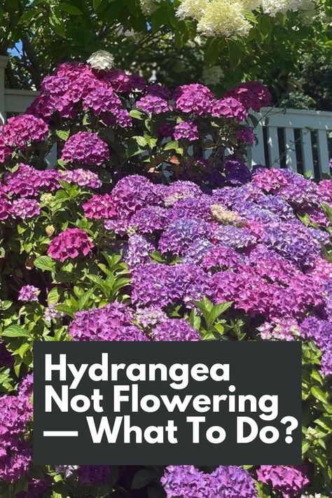 Unlock the Secret to Getting Your Hydrangeas to Bloom with our Essential Guide! Discover the common reasons behind Hydrangeas not flowering and learn how to solve this frustrating problem. From improper pruning to incorrect lighting conditions, we explore the key factors that hinder blooming. Gain valuable insights and practical tips to encourage your Hydrangeas to burst into beautiful blooms. IG Photo by: soiledplantiez Why Hydrangeas Don't Bloom, How To Keep Hydrangeas Alive, How To Get Hydrangeas To Bloom, How To Make Hydrangeas Bloom, When To Plant Hydrangeas In Ground, How To Prune Hydrangeas, Best Fertilizer For Hydrangeas, When To Fertilize Hydrangeas, Pruning Endless Summer Hydrangeas