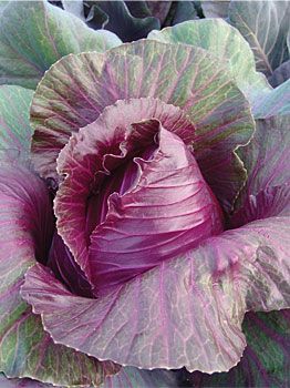 Sweet Cabbage, Cabbage Vegetable, Gardening Gift Set, Cruciferous Vegetables, Cabbage Seeds, Swiss Cottage, Winter Vegetables Gardening, Ornamental Cabbage, Matching Colours