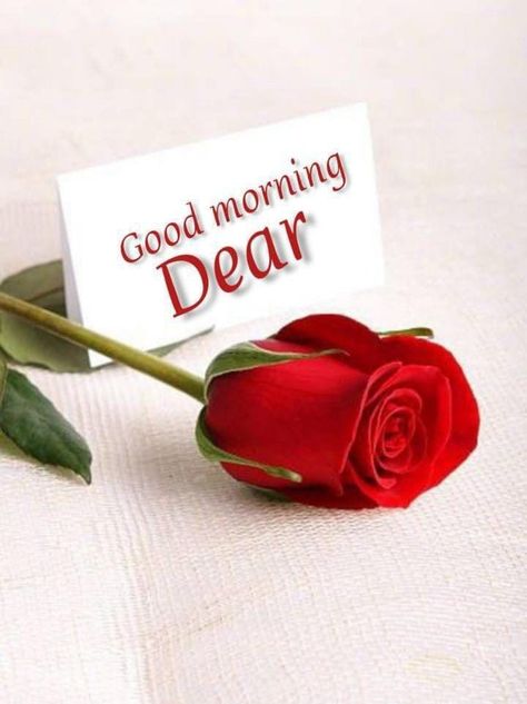 Gud Morning Love, Good Morning Rose Images, Morning Massage, Swollen Belly, Romantic Good Morning Messages, Lovely Good Morning Images, Good Night Love Messages, Good Morning My Friend, Good Morning Flowers Rose