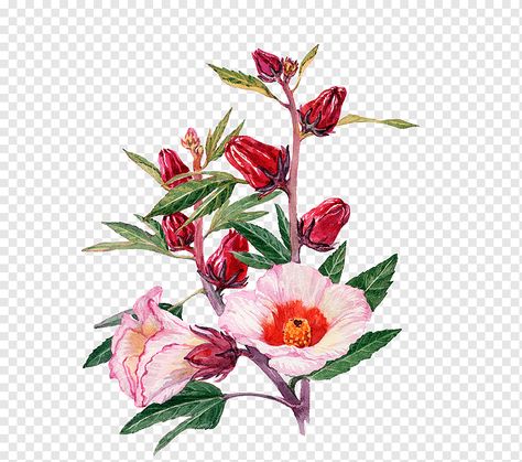 Bouquet Of Flowers Drawing, Roselle Flower, Flower Bouquet Drawing, Pink And Red Flowers, Plant Watercolor, Rose Flower Arrangements, White Rose Flower, Drawing Png, Drawing Now