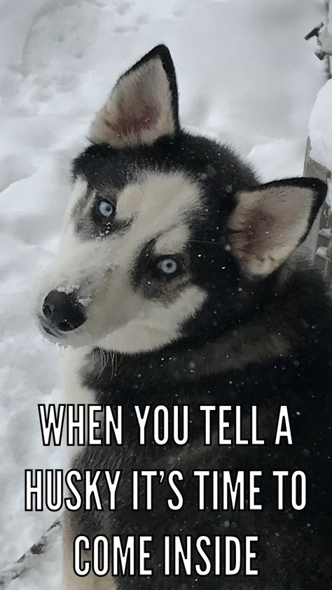 When it’s 0 degrees out and you tell a husky it’s time to come inside! Huskies Talking, Husky Quotes, Husky Humor, Dogs Husky, Ideas For Dogs, Alaskan Husky, Husky Puppies, Husky Funny, Cute Husky