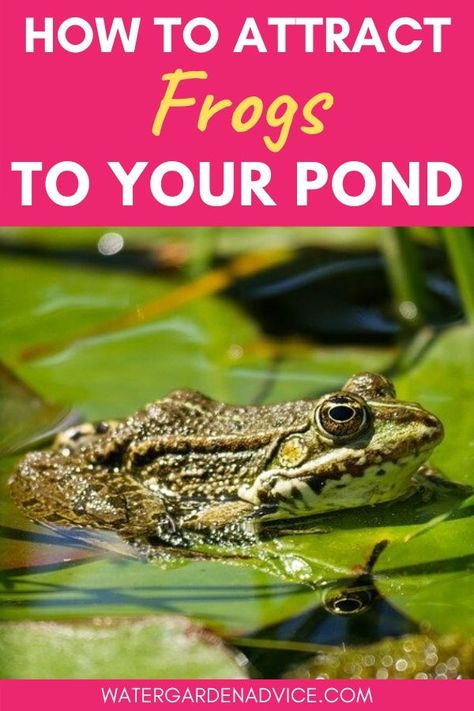 Pond Backyard, Backyard Ponds, Cheap Landscaping Ideas, Frog Pond, Building A Pond, Pond Maintenance, Small Frog, Pond Water Features, Pond Liner