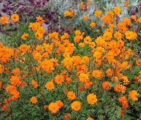 Orange Flower Names, Plants For Clay Soil, Low Water Garden, Wild Flowers Garden, Zone 9 Gardening, Kids Garden Ideas, Orange Cosmos, Cosmos Plant, Garden Annuals