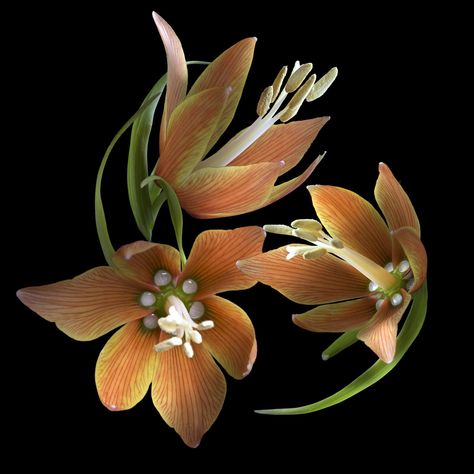 Fritillaria Imperialis, Floral Illustration, Floral Illustrations, Beautiful Flowers, Plants, Flowers, Floral, Photography