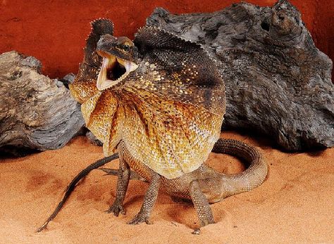 large frilled dragon Frilled Dragon, Frilled Lizard, Calf Tattoo, Reptiles, No Frills, Insects, Animals