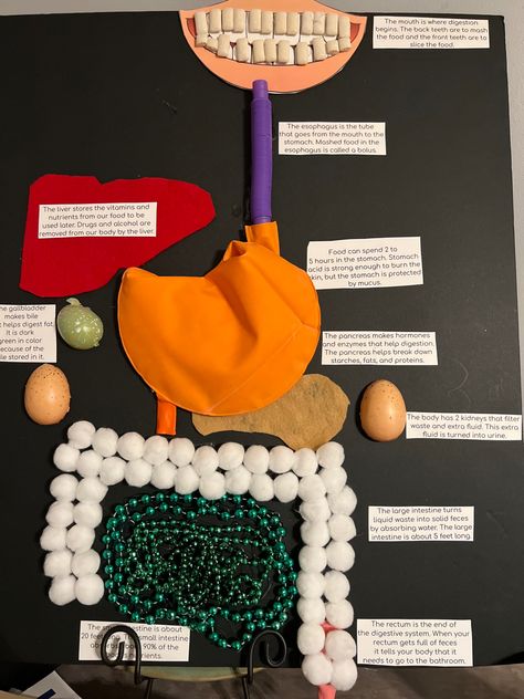 Stomach Model Project, Digestive System School Project, Digestive System Clay Model, 3d Digestive System Project, Small Intestine, Digestive System Project, Digestive System Grade 5, Digestive System Diagram, Digestive System For Kids