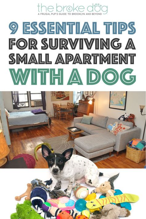 Do you share a small apartment with a dog? It doesn't have to be stressful! Here are nine essential tips to make it easier for both of you. Apartment Dogs, Dog Behavior Problems, Dog Essentials, Dog Hacks, Dog Care Tips, Dog Parents, Obedience Training, Dog Obedience, Dog Training Obedience