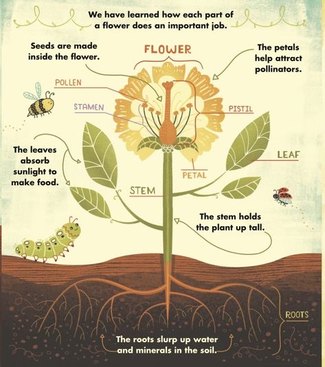 Plants Infographic, Plant Infographic, Valerian Tea, Infographic Examples, Herb Art, Botanical Sketchbook, Plant Structure, Graphic Design Infographic, Infographic Illustration