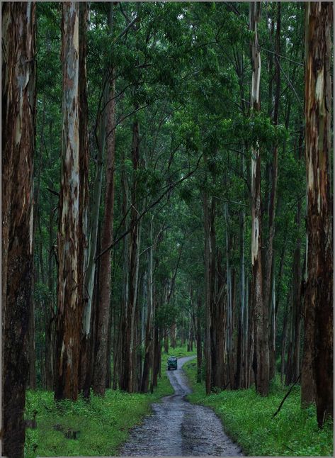 Mudumalai wildlife sanctuary , TN , India. Green Candle, Wildlife Sanctuary, Photography Editing, Where To Go, Trip Planning, Sri Lanka, Tree Trunk, Blue Green, Forest