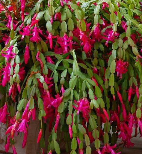 Differences Between Christmas Cactus & Thanksgiving Christmas Cacti, Fall Container Plants, Christmas Cactus Care, Christmas Cactus Plant, Easter Cactus, Thanksgiving Cactus, Holiday Cactus, Fall Containers, Cactus Care