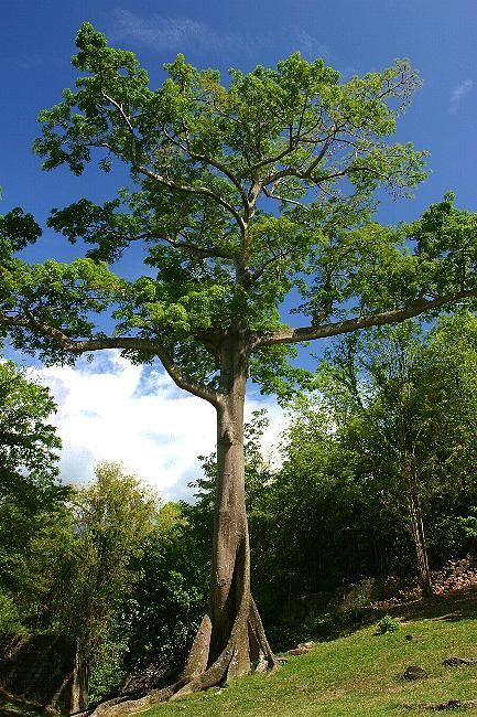 YAX CHE, la ceiba sagrada (Ceiba pentandra) - MAYANANSWER Sacred Tree, Beautiful Trees, Tropical Tree, Sacred Symbols, Plant Painting, Seed Pods, Growing Tree, Beautiful Tree, Belleza Natural