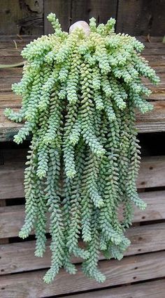 Kaktus Dan Sukulen, Cactus Y Suculentas, Succulent Plants, Cactus And Succulents, Succulents Garden, Cacti And Succulents, Cool Plants, Dream Garden, Hanging Plants