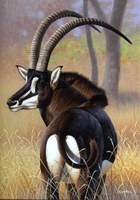 The sable antelope, an unusual but stunning animal. BelAfrique your personal travel planner - www.BelAfrique.com Sable Antelope, Animals With Horns, Regnul Animal, Photo Animaliere, Mule Deer, Unusual Animals, Rare Animals, Manx, Majestic Animals